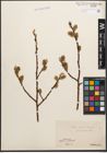 Foto von Salix caprea L. x Salix purpurea L.